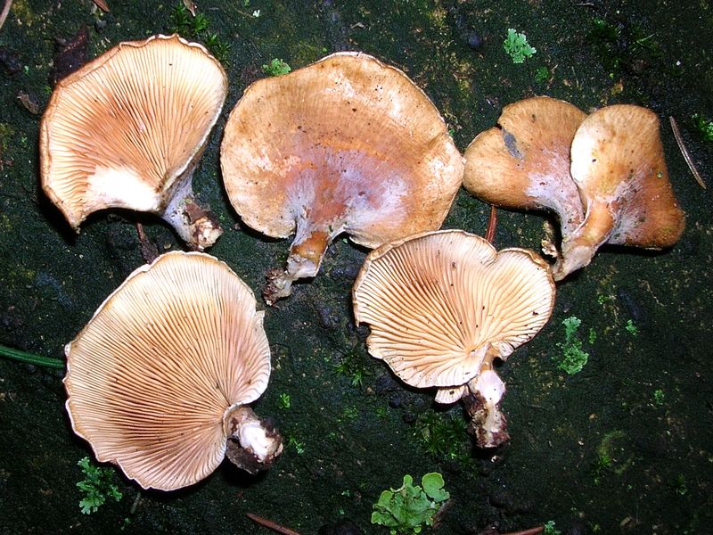 Panellus patellaris     (Fr.)      Konrad & Maubl